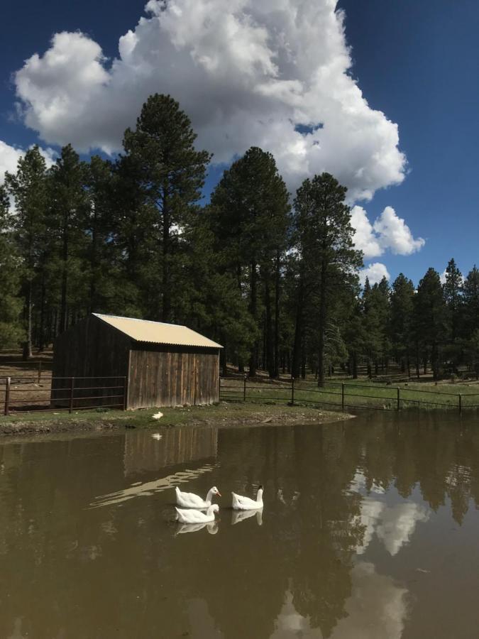 Grand Canyon Cottage At Historic Wrigley Ranch With Horseback Riding & Shooting Parks Dış mekan fotoğraf
